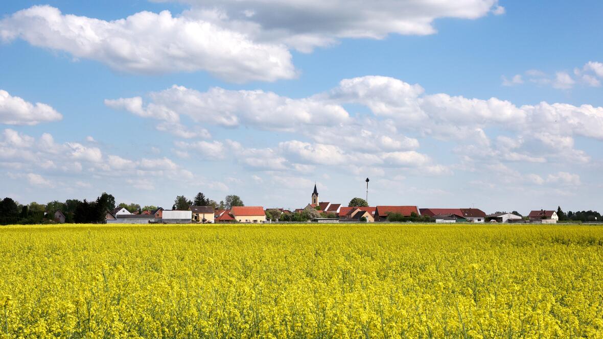 stadtteil-marienheim_rapsfeld