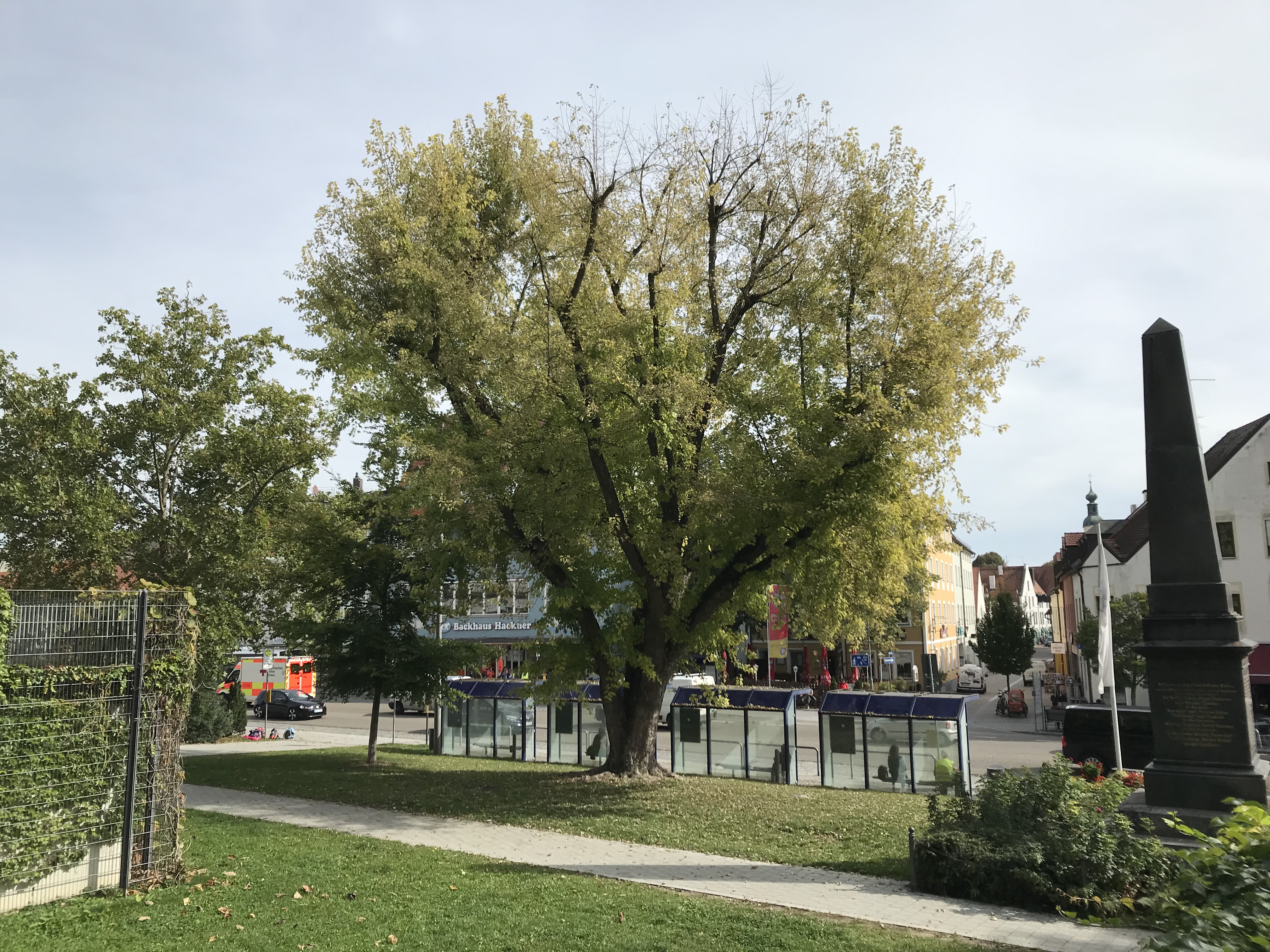 Kranker Baum muss gefällt werden Stadt Neuburg an der Donau